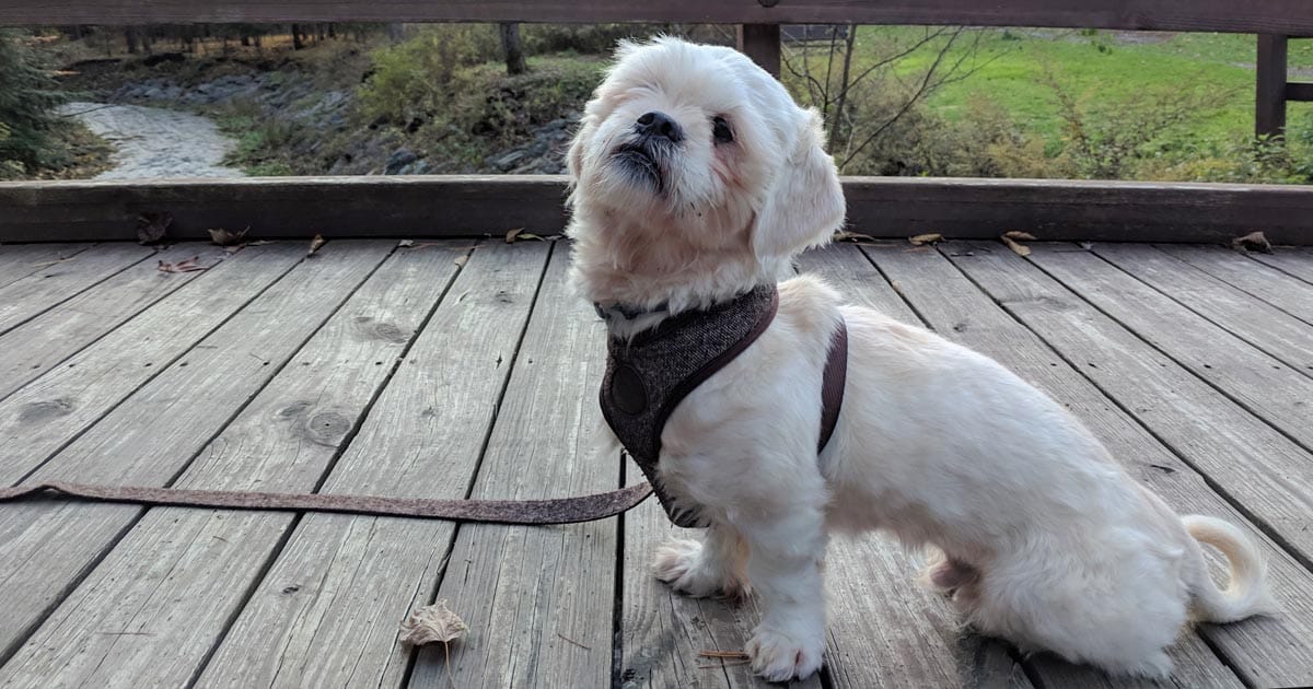 Kelsier the Lhasa Apso and Survivor of Hathsin